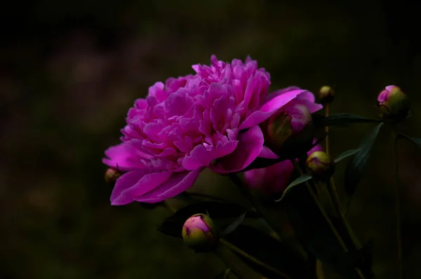 Mise Point Sélective Une Fleur Pivoine Rose Extérieur — Photo