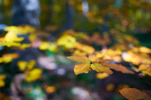 가을에는 나무에 나뭇잎을 선택적으로 초점을 맞추고 흐릿하게 보인다 — 스톡 사진