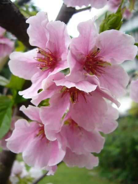 Vertikal Bild Blommande Körsbärsblommor Grönskan — Stockfoto