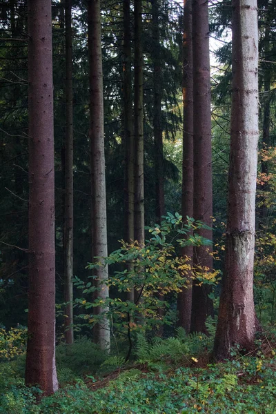 Vertikální Záběr Kmenů Stromů Lese Létě — Stock fotografie