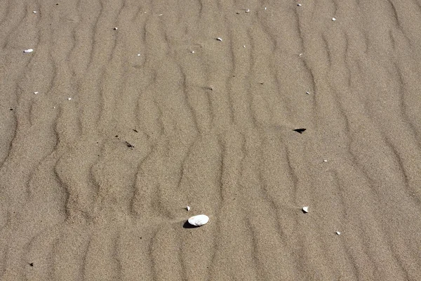 Seashells Areia Uma Praia Mar Báltico Verão — Fotografia de Stock