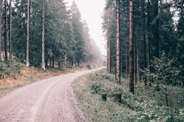 Yağmur Mevsiminde Thüringen Ormanlarında Çam Ağaçlarıyla Çevrili Bir Yol Manzarası — Stok fotoğraf