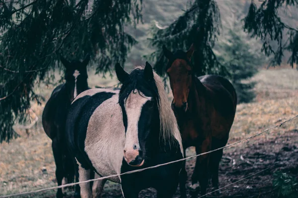 チューリンゲンの森の馬の風景 — ストック写真