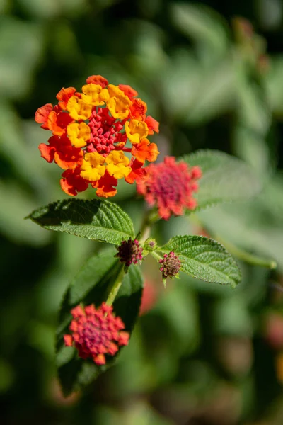Yeşillikte Çiçek Açan Lantana Çiçeklerinin Dikey Bir Odak Noktası — Stok fotoğraf