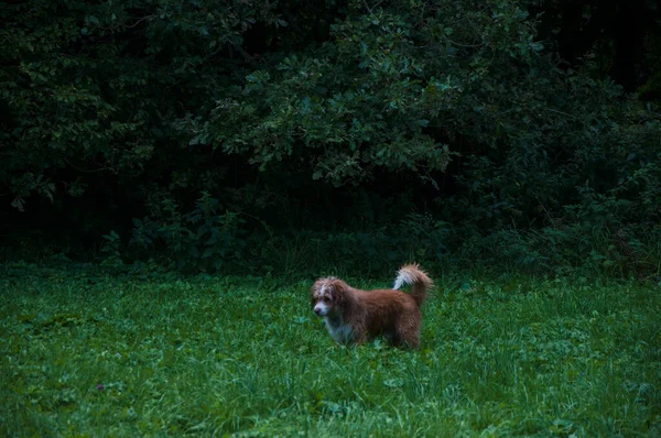 Cachorrinho Bonito Correndo Brincando Prado Coberto Grama — Fotografia de Stock