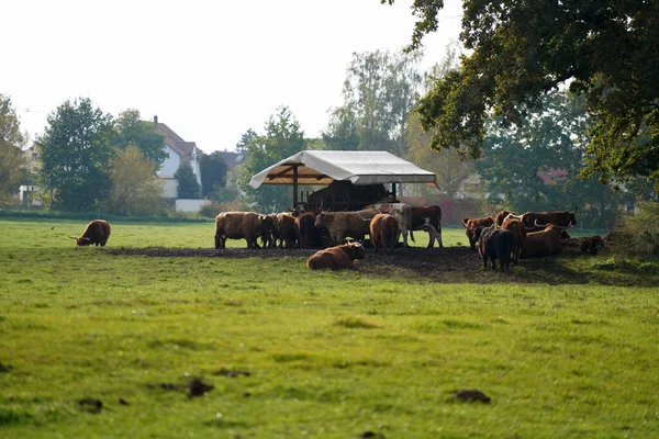 Vue Groupe Vaches Rassemblées Seul Endroit Pour Manger Herbe Jour — Photo