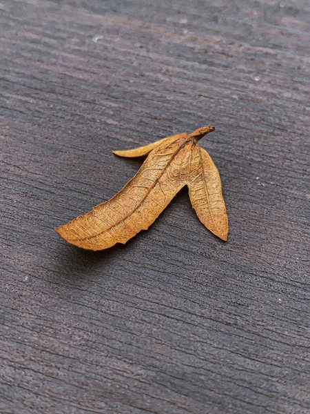 Eine Vertikale Aufnahme Eines Trockenen Herbstblattes Auf Einem Boden — Stockfoto