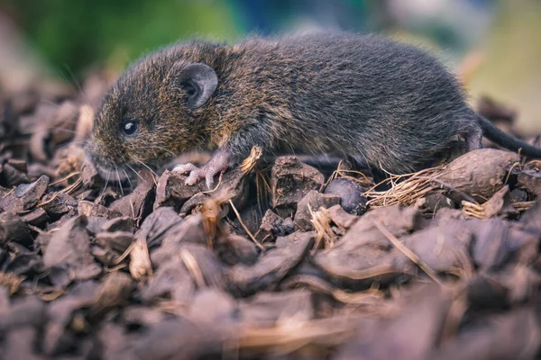 Närbild Skott Randig Fält Mus Utomhus — Stockfoto