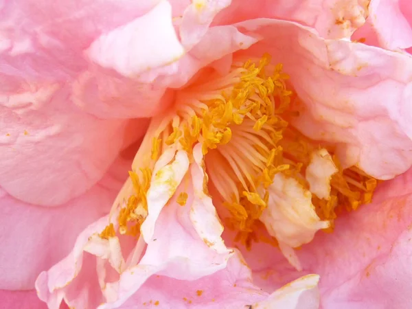 Closeup Shot Blooming Camellia Flower Perfect Wallpaper — Stock Photo, Image