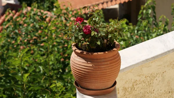 Closeup Potted Flower Sunlight — Stock Photo, Image