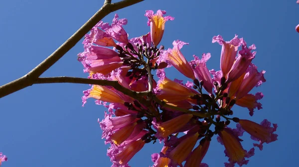 Tiro Ângulo Baixo Uma Árvore Trompete Rosa Abaixo Céu Azul — Fotografia de Stock