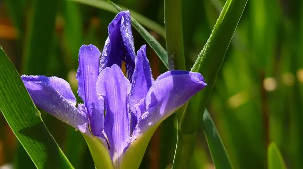 Enfoque Selectivo Una Hermosa Flor Iris Bajo Luz Del Sol —  Fotos de Stock