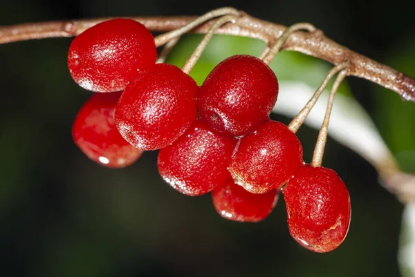 Primo Piano Selettivo Ciliegie Rosse Bagnate Dalla Pioggia — Foto Stock