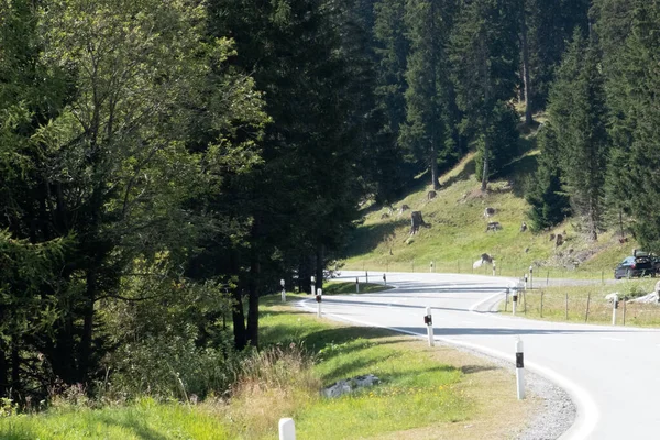 Camino Pavimentado Con Curvas Con Sombras Árboles Que Atraviesan Una — Foto de Stock