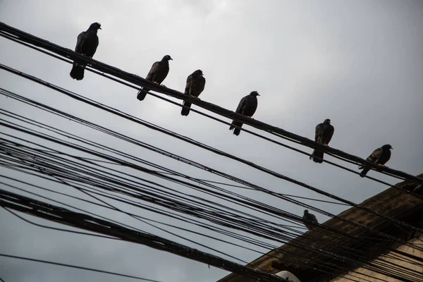 Tiro Bajo Ángulo Pájaros Posados Una Línea Eléctrica —  Fotos de Stock