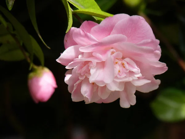 Een Close Shot Van Bloeiende Camellia Bloemen Het Groen — Stockfoto