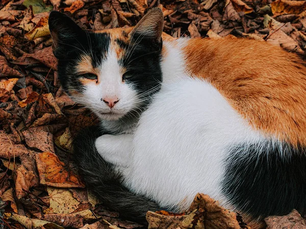 Tiro Close Gato Bonito Deitado Folhas Outono Caídas — Fotografia de Stock