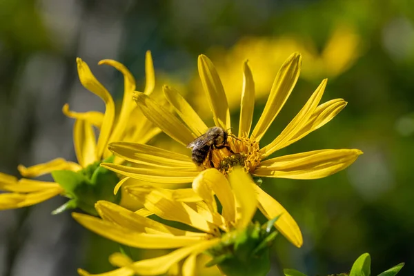 Egy Méhecske Közelsége Amint Nektárt Gyűjt Egy Sárga Virágon — Stock Fotó