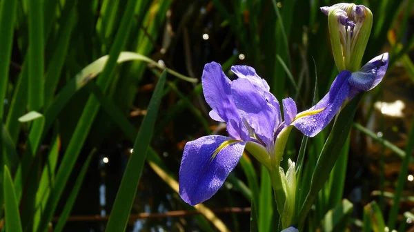 Enfoque Selectivo Una Hermosa Flor Iris Bajo Luz Del Sol — Foto de Stock