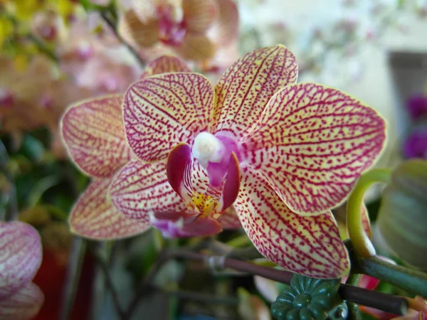 Közelkép Egy Gyönyörű Phalaenopsis Orchideáról — Stock Fotó