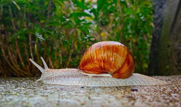 Primer Plano Gran Caracol Las Piedras —  Fotos de Stock