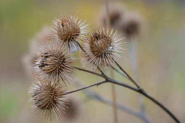 Een Selectieve Focus Shot Van Exotische Planten Het Bos — Stockfoto