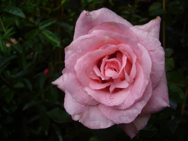 Eine Selektive Fokusaufnahme Einer Schönen Kamelienblüte Mit Wassertropfen — Stockfoto