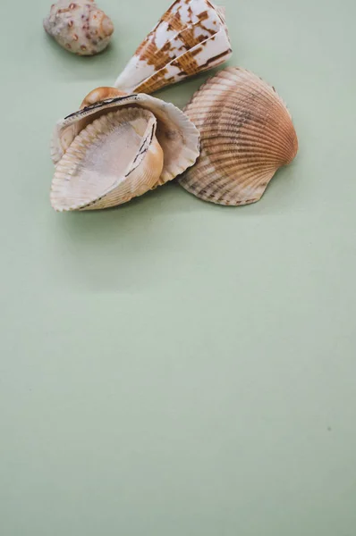 Yeşil Bir Yüzey Üzerinde Deniz Kabuklarının Dikey Görüntüsü — Stok fotoğraf