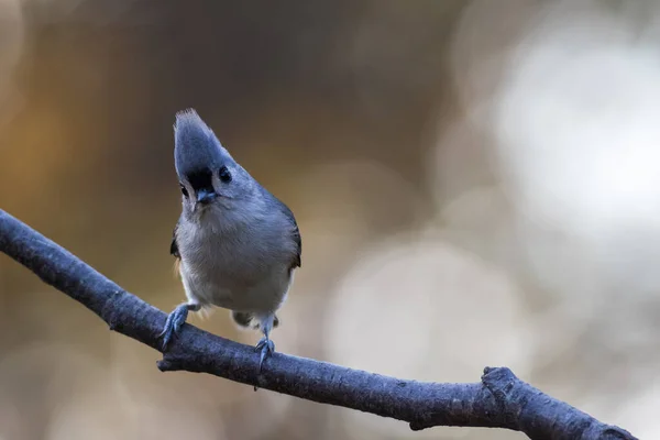 Primer Plano Lindo Titmouse Copetudo Encaramado Una Rama Sobre Fondo — Foto de Stock