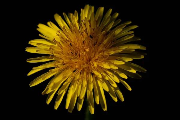 Egy Egzotikus Sárga Virág Szelektív Fókuszképe — Stock Fotó