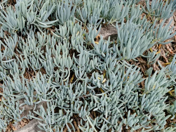 Vue Dessus Une Plante Bâtonnets Bleus Poussant Dans Sol — Photo