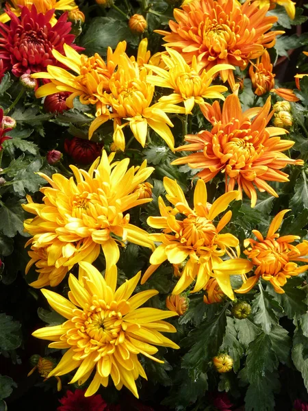 Tiro Vertical Flores Florescendo Crisântemo Amarelo — Fotografia de Stock