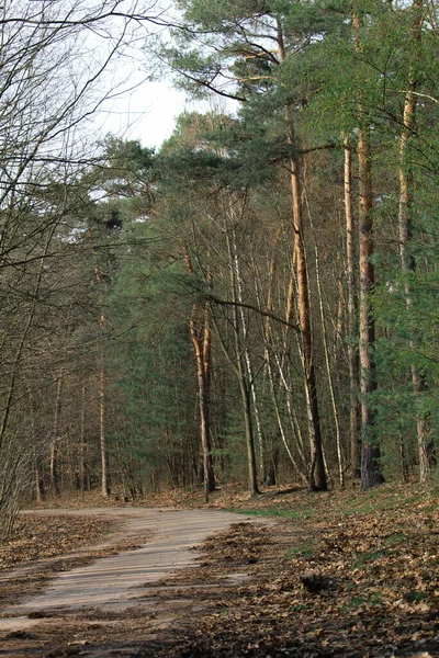 Een Verticaal Schot Van Een Weg Door Het Woud — Stockfoto