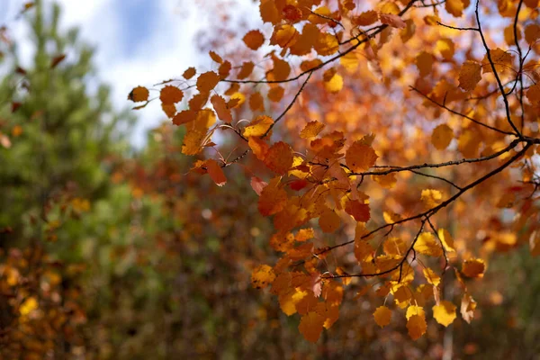 金黄色叶子的树枝的特写镜头 — 图库照片