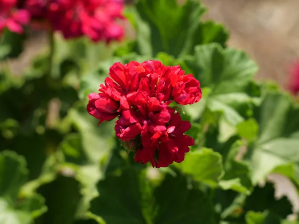 Güzel Bir Kırmızı Sardunya Çiçeğinin Yakın Çekimi — Stok fotoğraf