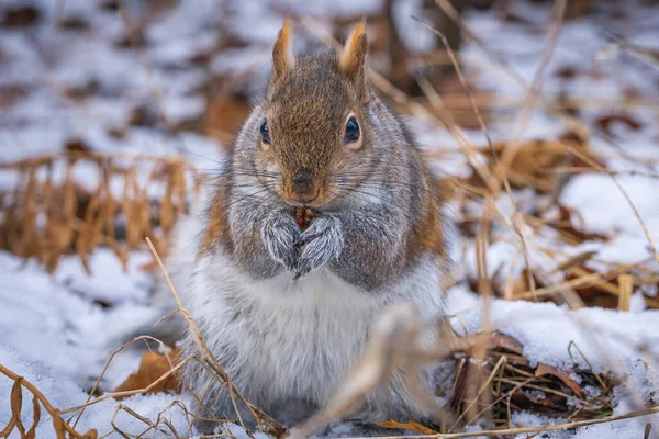Selective Focus Shot Squirrel Snow Covered Field — Stock Photo, Image