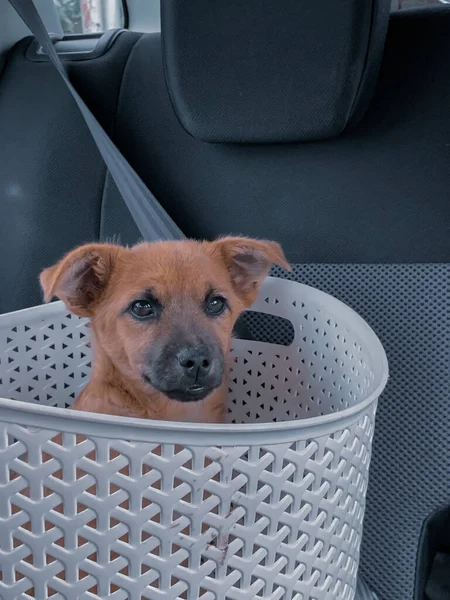 자석에 바구니에 귀여운 강아지의 클로즈업 — 스톡 사진