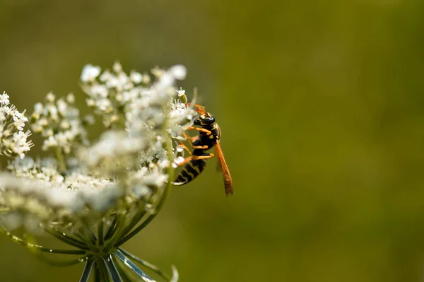 Tiro Macro Uma Vespa Uma Bela Flor Branca Livre — Fotografia de Stock