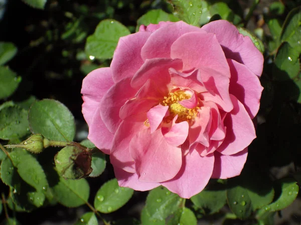 Tiro Perto Acima Jardim Aumentou Sua Flor Cheia Homeyard — Fotografia de Stock