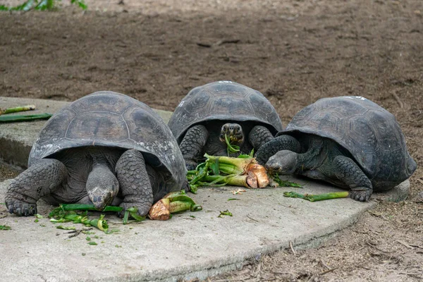 Närbild Skott Tre Stora Sköldpaddor Marken — Stockfoto