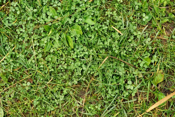 Primer Plano Vista Superior Hierba Verde Con Diminutas Hojas Trébol —  Fotos de Stock