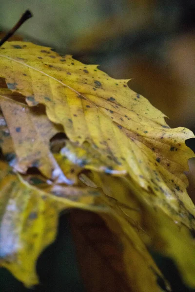 Vertikální Detailní Záběr Ošlehaných Žlutých Podzimních Listů — Stock fotografie