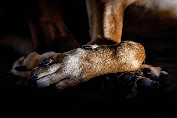一只狗爪子的特写镜头 — 图库照片