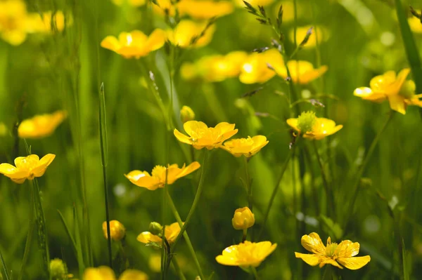 Zbliżenie Żółte Kwiaty Jaskier Polu Idealny Tapetę — Zdjęcie stockowe