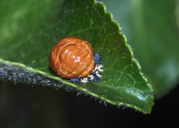 Macro Scatto Della Trasformazione Della Coccinella Una Foglia — Foto Stock