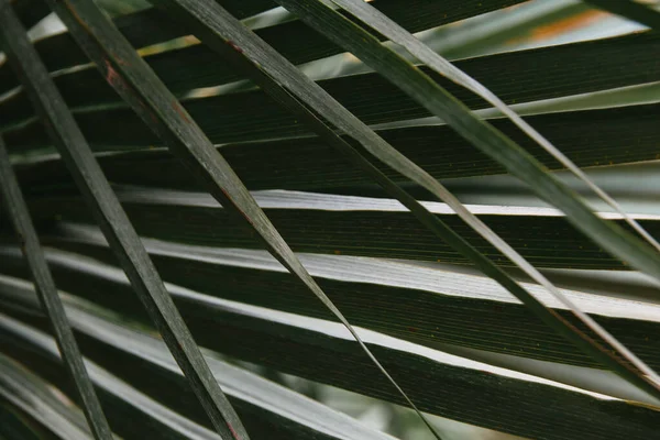 Zbliżenie Ujęcie Tropikalnych Liści Palmy — Zdjęcie stockowe