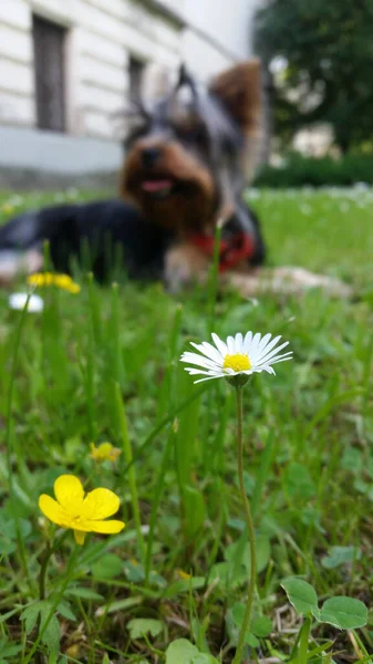 Enfoque Selectivo Pequeñas Flores Silvestres Jardín Con Perro Yorkshire Terrier — Foto de Stock
