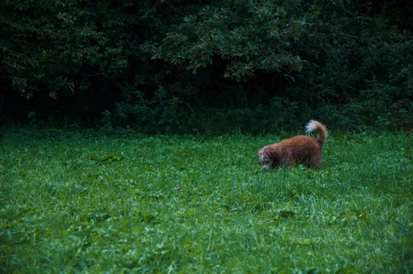Маленькая Милая Собачка Игриво Бегающая Покрытому Травой Лугу — стоковое фото