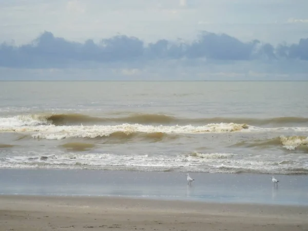 美丽的秋天海滨背景 有一个沙漠海滩 平静的大海 多云的天空 地平线上的海雾和海岸上的海鸥 — 图库照片