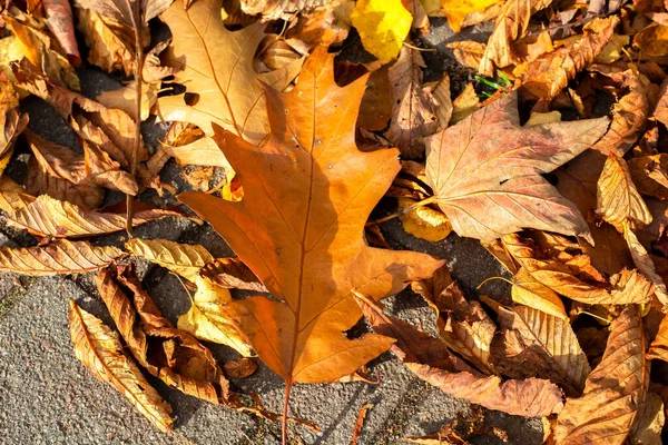 Górny Widok Kolorowych Suchych Liści Drzew Ziemi Uchwyconych Jesienią — Zdjęcie stockowe